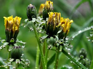 Preview wallpaper dandelions, flowers, curled, drops, grass, herbs