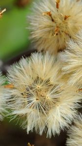 Preview wallpaper dandelions, flowers, feathers, bright