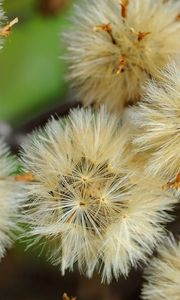 Preview wallpaper dandelions, flowers, feathers, bright