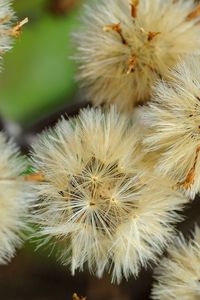 Preview wallpaper dandelions, flowers, feathers, bright