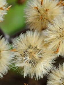 Preview wallpaper dandelions, flowers, feathers, bright