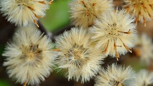 Preview wallpaper dandelions, flowers, feathers, bright