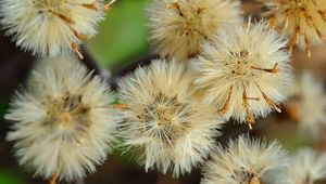 Preview wallpaper dandelions, flowers, feathers, bright