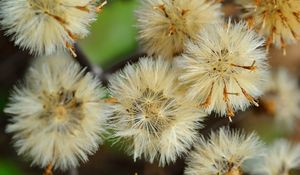 Preview wallpaper dandelions, flowers, feathers, bright