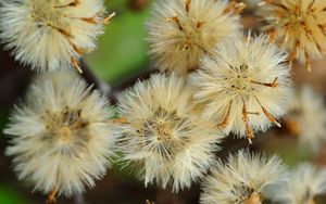 Preview wallpaper dandelions, flowers, feathers, bright