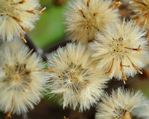 Preview wallpaper dandelions, flowers, feathers, bright