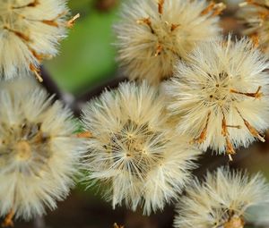 Preview wallpaper dandelions, flowers, feathers, bright