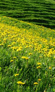 Preview wallpaper dandelions, flowers, field, hill, nature