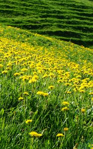 Preview wallpaper dandelions, flowers, field, hill, nature