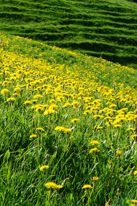 Preview wallpaper dandelions, flowers, field, hill, nature