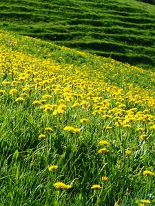 Preview wallpaper dandelions, flowers, field, hill, nature