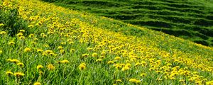 Preview wallpaper dandelions, flowers, field, hill, nature