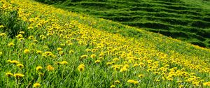 Preview wallpaper dandelions, flowers, field, hill, nature