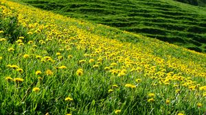 Preview wallpaper dandelions, flowers, field, hill, nature