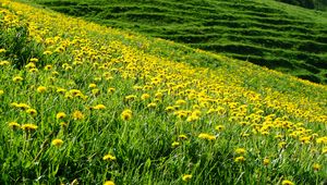 Preview wallpaper dandelions, flowers, field, hill, nature