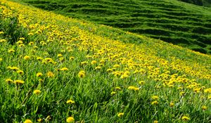 Preview wallpaper dandelions, flowers, field, hill, nature