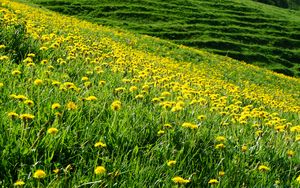 Preview wallpaper dandelions, flowers, field, hill, nature