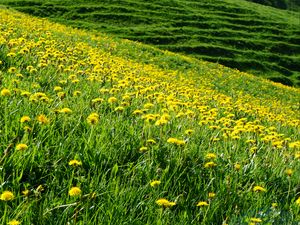 Preview wallpaper dandelions, flowers, field, hill, nature