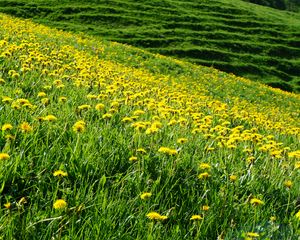 Preview wallpaper dandelions, flowers, field, hill, nature