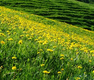 Preview wallpaper dandelions, flowers, field, hill, nature