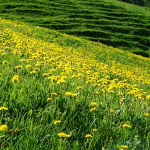 Preview wallpaper dandelions, flowers, field, hill, nature