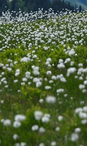 Preview wallpaper dandelions, flowers, field, nature