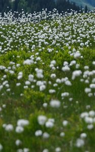 Preview wallpaper dandelions, flowers, field, nature