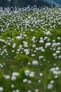 Preview wallpaper dandelions, flowers, field, nature