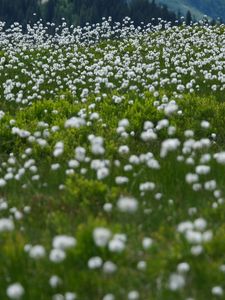 Preview wallpaper dandelions, flowers, field, nature