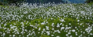 Preview wallpaper dandelions, flowers, field, nature