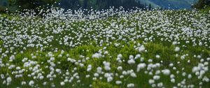 Preview wallpaper dandelions, flowers, field, nature