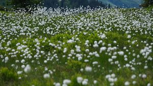 Preview wallpaper dandelions, flowers, field, nature