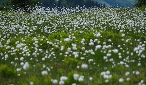 Preview wallpaper dandelions, flowers, field, nature