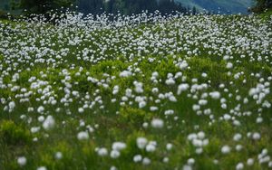 Preview wallpaper dandelions, flowers, field, nature