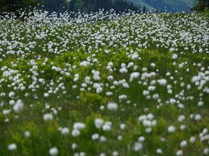 Preview wallpaper dandelions, flowers, field, nature