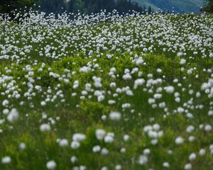 Preview wallpaper dandelions, flowers, field, nature