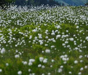 Preview wallpaper dandelions, flowers, field, nature