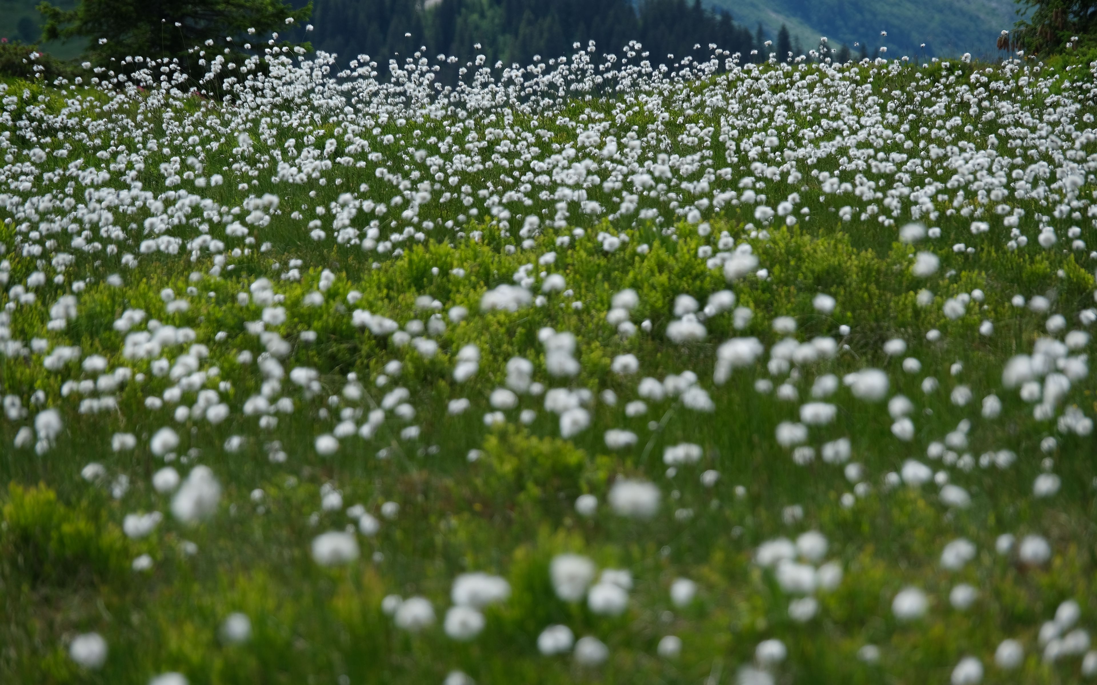 Download Wallpaper 3840x2400 Dandelions, Flowers, Field, Nature 4k ...