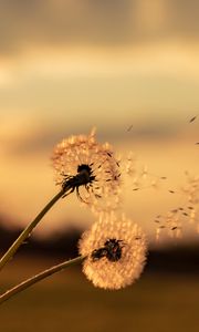 Preview wallpaper dandelions, flowers, fluff, macro, plant