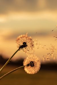 Preview wallpaper dandelions, flowers, fluff, macro, plant