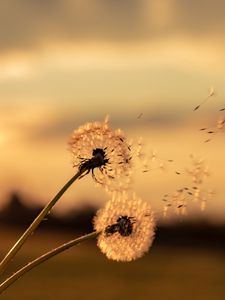 Preview wallpaper dandelions, flowers, fluff, macro, plant