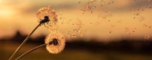 Preview wallpaper dandelions, flowers, fluff, macro, plant