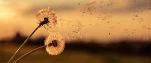 Preview wallpaper dandelions, flowers, fluff, macro, plant