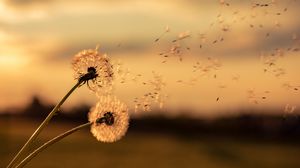 Preview wallpaper dandelions, flowers, fluff, macro, plant