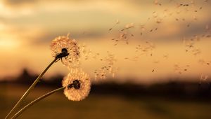 Preview wallpaper dandelions, flowers, fluff, macro, plant