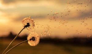 Preview wallpaper dandelions, flowers, fluff, macro, plant