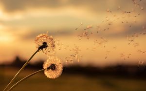 Preview wallpaper dandelions, flowers, fluff, macro, plant