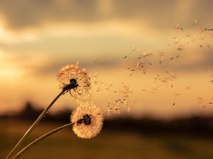 Preview wallpaper dandelions, flowers, fluff, macro, plant