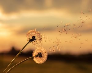 Preview wallpaper dandelions, flowers, fluff, macro, plant