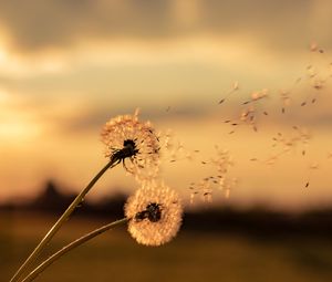 Preview wallpaper dandelions, flowers, fluff, macro, plant